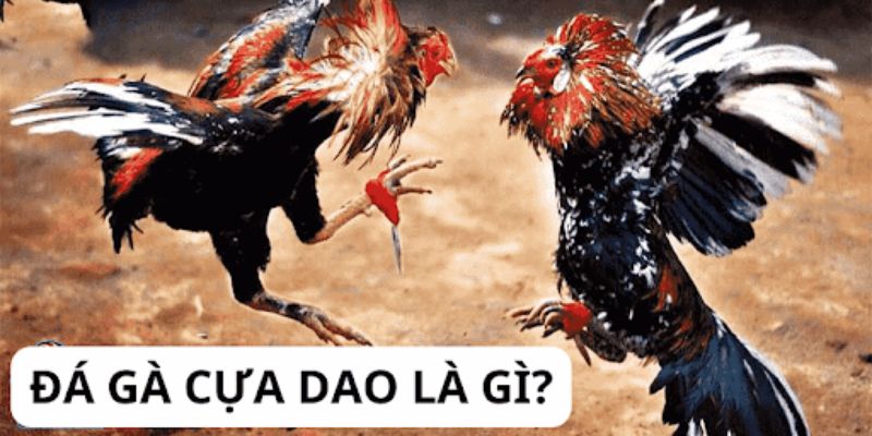 Đôi nét về đá gà mỹ cựa dao